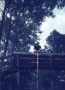 1975-1-leiding-giethoorn-18