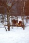1983-12-stam-kampeert-stokkum-3