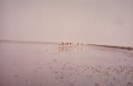 1984-wadlopen-rowans-17