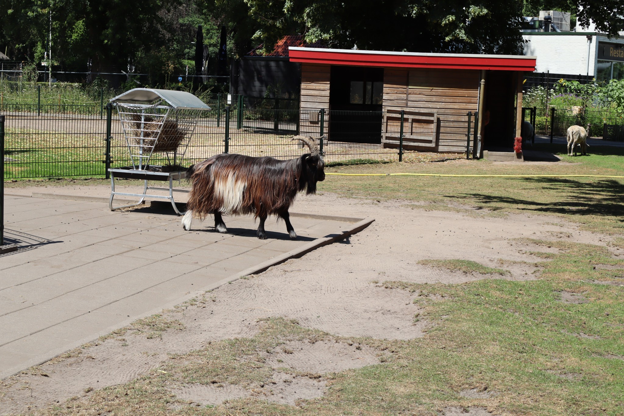 2526-welpen-zoka-dag2-een-van-de-dieren-die-der-rond-liepen