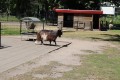 2526-welpen-zoka-dag2-een-van-de-dieren-die-der-rond-liepen